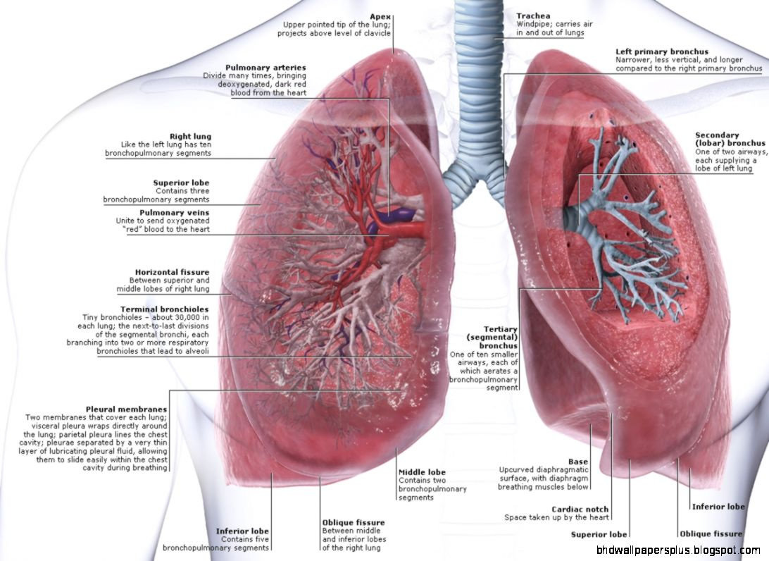Detail Gambar Anatomi Paru Paru Nomer 11