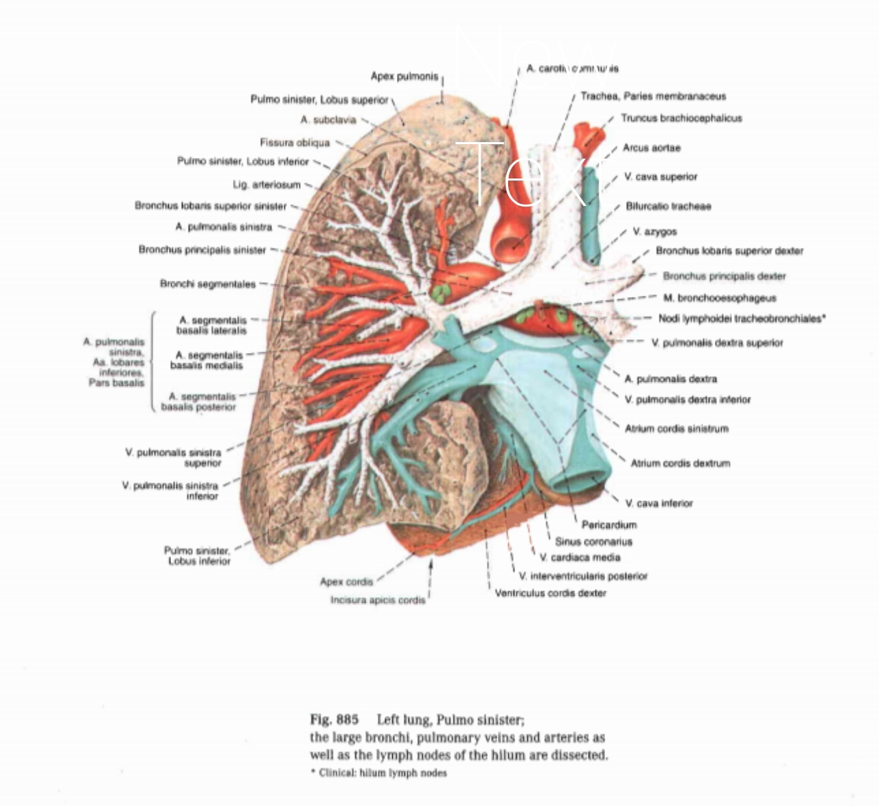 Detail Gambar Anatomi Paru Paru Nomer 32