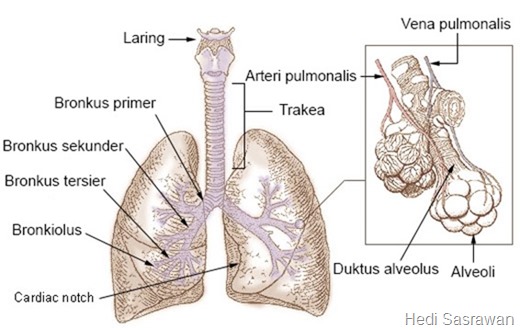 Detail Gambar Anatomi Paru Paru Nomer 5