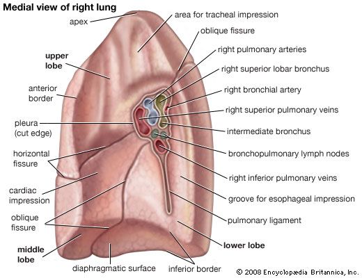Detail Gambar Anatomi Paru Paru Nomer 45