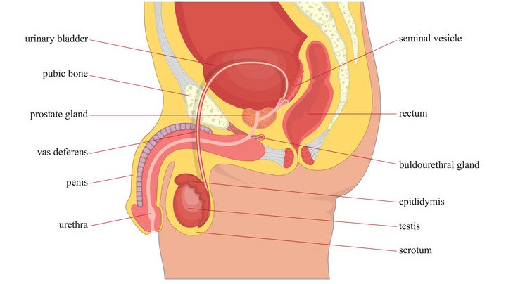 Detail Gambar Anatomi Reproduksi Pria Nomer 2