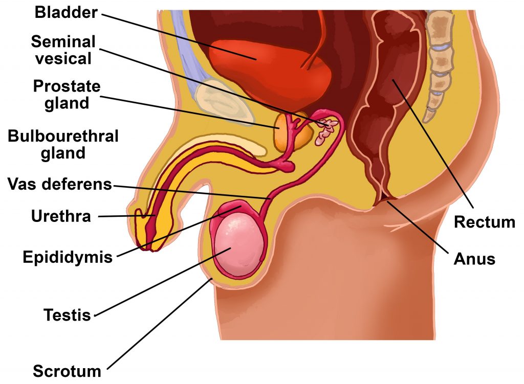 Detail Gambar Anatomi Reproduksi Pria Nomer 13