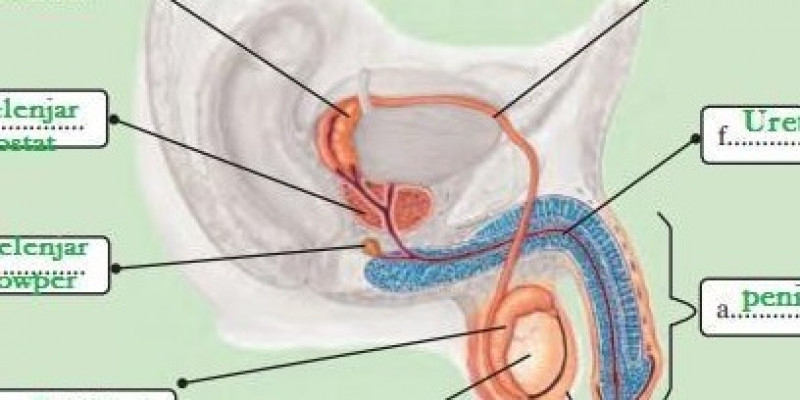 Detail Gambar Anatomi Reproduksi Pria Nomer 18