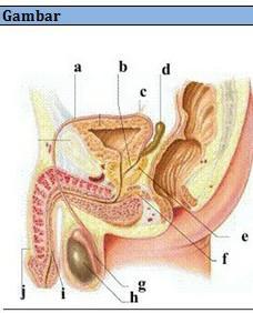 Detail Gambar Anatomi Reproduksi Pria Nomer 23