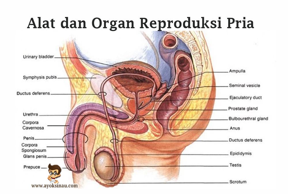 Detail Gambar Anatomi Reproduksi Pria Nomer 4