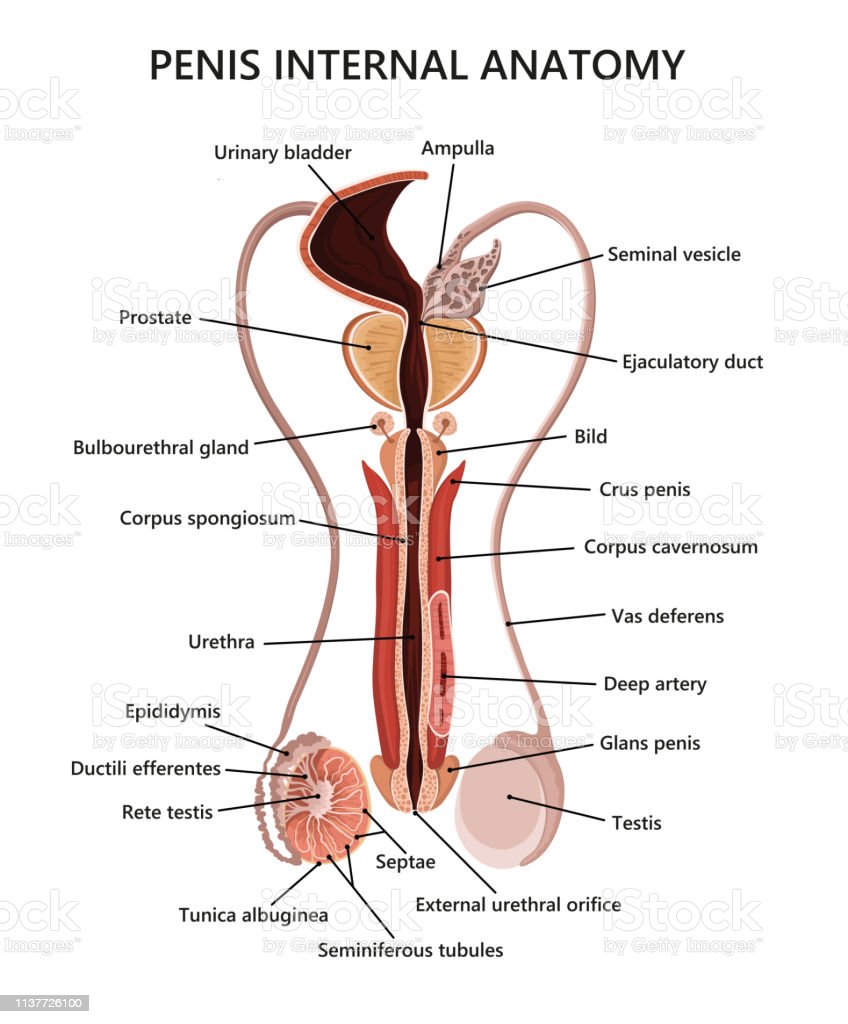Detail Gambar Anatomi Reproduksi Pria Nomer 28