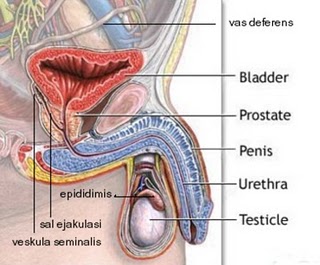 Detail Gambar Anatomi Reproduksi Pria Nomer 31