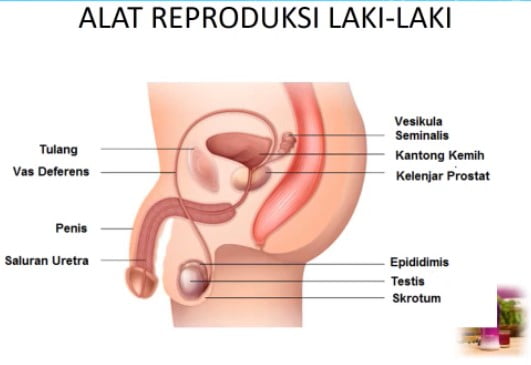 Detail Gambar Anatomi Reproduksi Pria Nomer 32