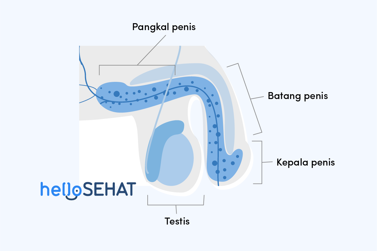 Detail Gambar Anatomi Reproduksi Pria Nomer 35