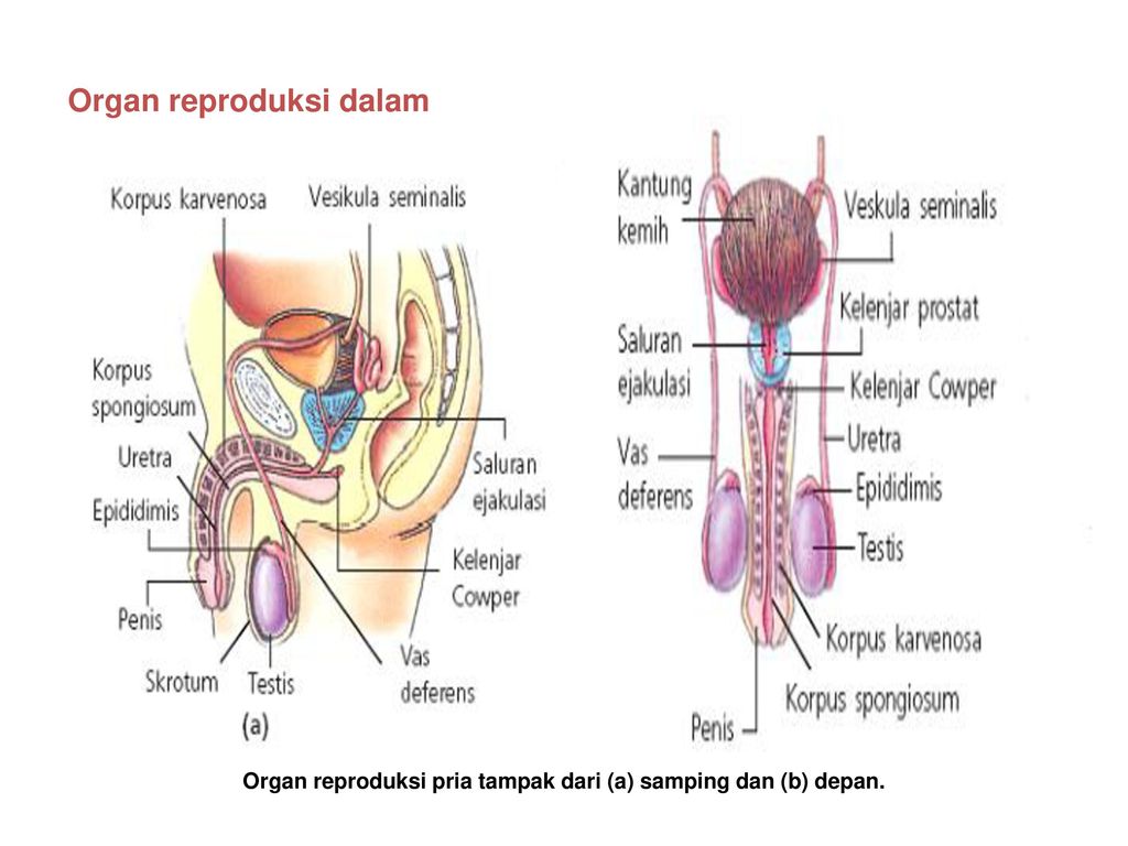 Detail Gambar Anatomi Reproduksi Pria Nomer 36