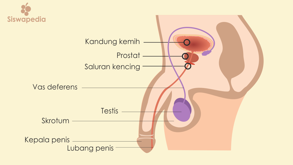 Detail Gambar Anatomi Reproduksi Pria Nomer 6