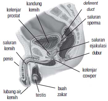 Detail Gambar Anatomi Reproduksi Pria Nomer 53