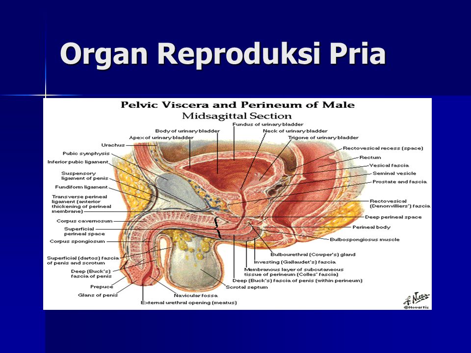 Detail Gambar Anatomi Reproduksi Pria Nomer 55