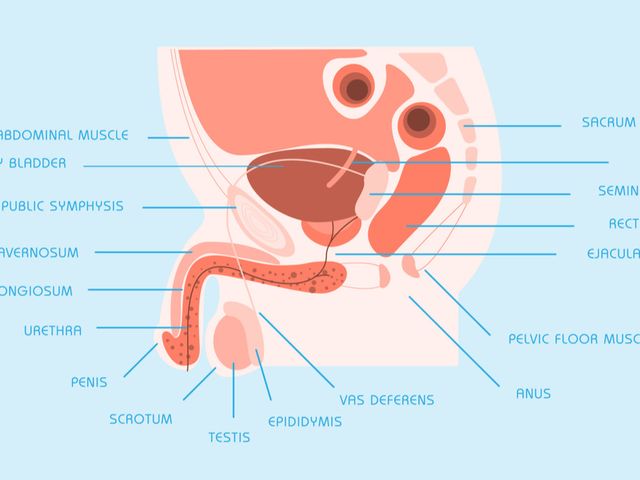 Detail Gambar Anatomi Reproduksi Pria Nomer 8