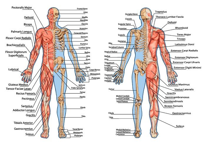 Detail Gambar Anatomi Rubuh Nomer 22