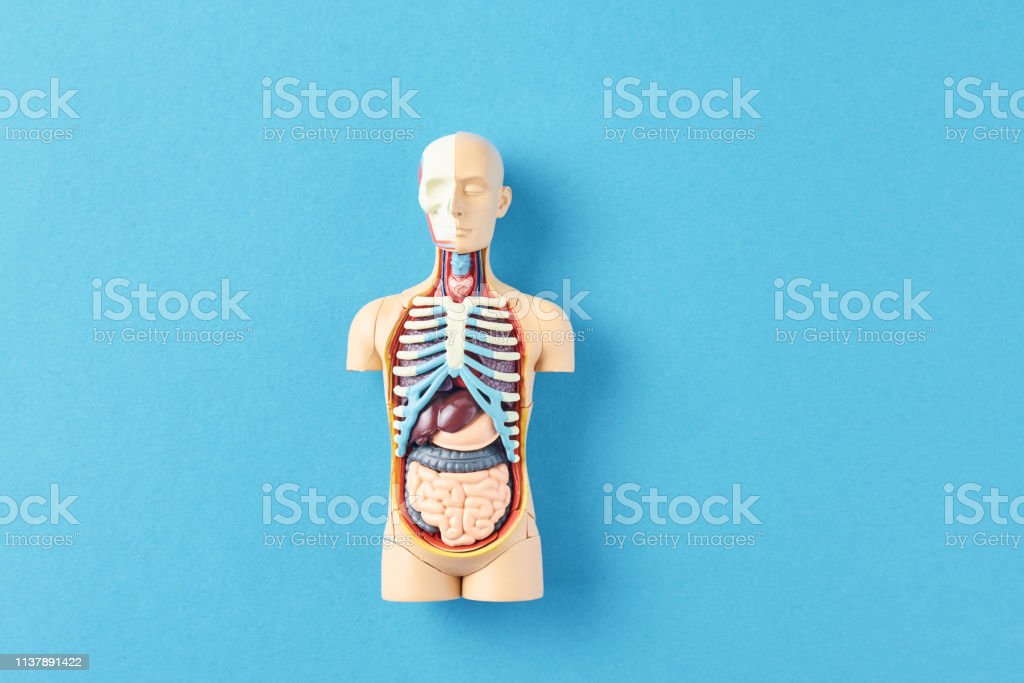 Detail Gambar Anatomi Rubuh Nomer 34