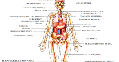 Detail Gambar Anatomi Rubuh Nomer 38