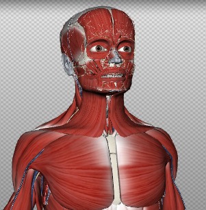 Detail Gambar Anatomi Rubuh Nomer 46