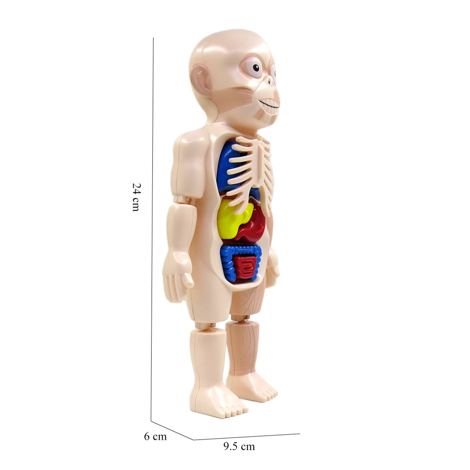 Detail Gambar Anatomi Rubuh Nomer 47