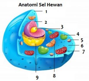 Detail Gambar Anatomi Sel Nomer 5