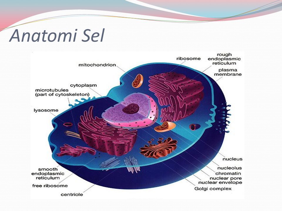 Detail Gambar Anatomi Sel Nomer 49