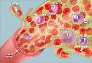 Detail Gambar Anatomi Sistem Imun Dan Hematologi Nomer 12