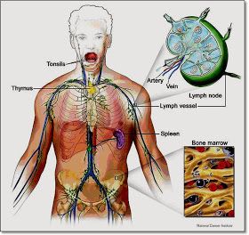 Detail Gambar Anatomi Sistem Imun Dan Hematologi Nomer 13