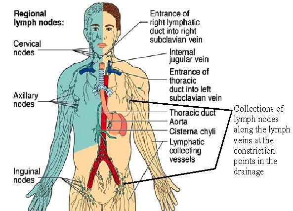 Detail Gambar Anatomi Sistem Imun Dan Hematologi Nomer 22