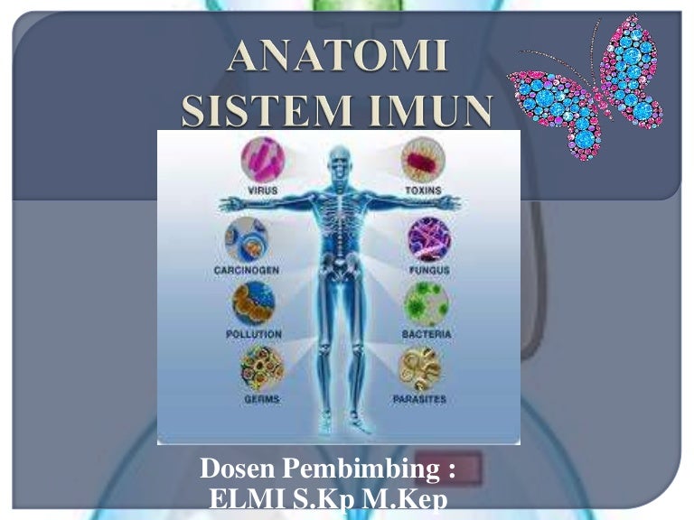 Detail Gambar Anatomi Sistem Imun Dan Hematologi Nomer 5