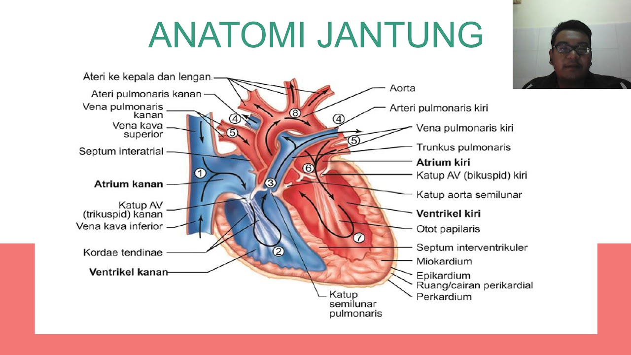 Detail Gambar Anatomi Sistem Kardiovaskuler Nomer 15