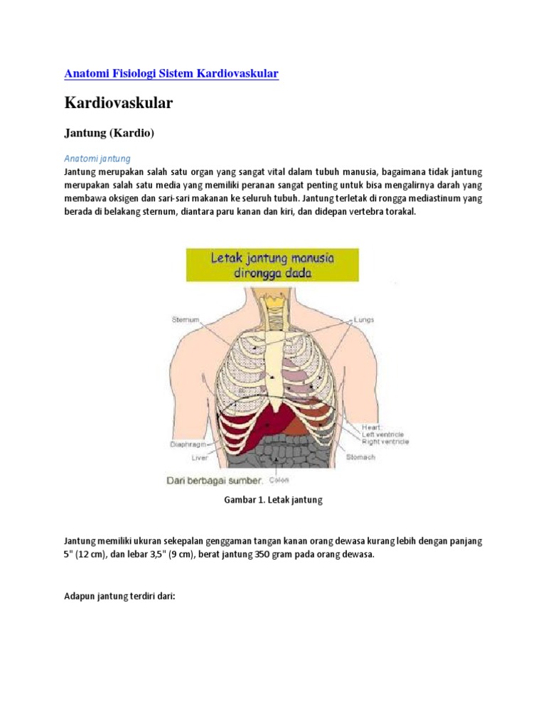 Detail Gambar Anatomi Sistem Kardiovaskuler Nomer 34