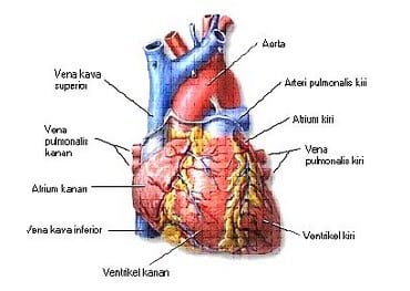 Detail Gambar Anatomi Sistem Peredaran Darah Dengan Nama Latin Nomer 16