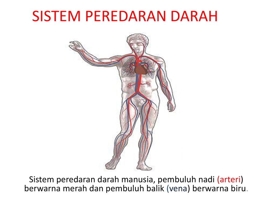 Detail Gambar Anatomi Sistem Peredaran Darah Dengan Nama Latin Nomer 21