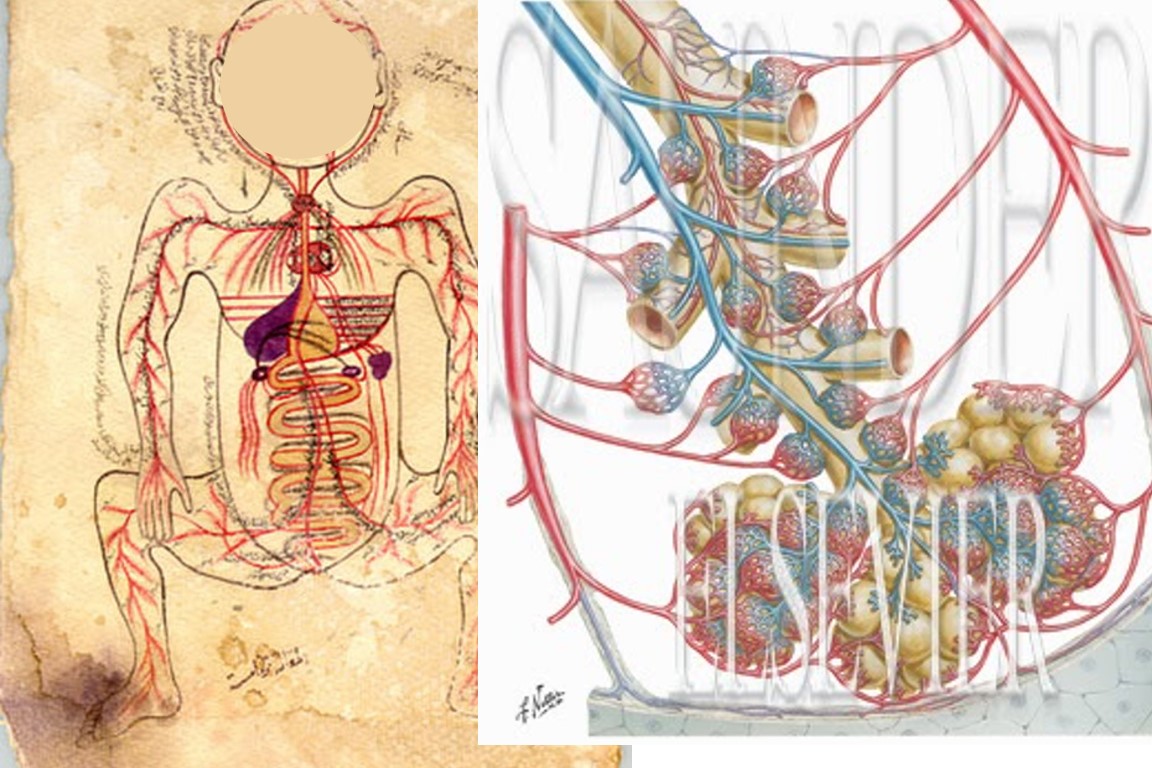 Detail Gambar Anatomi Sistem Peredaran Darah Dengan Nama Latin Nomer 29