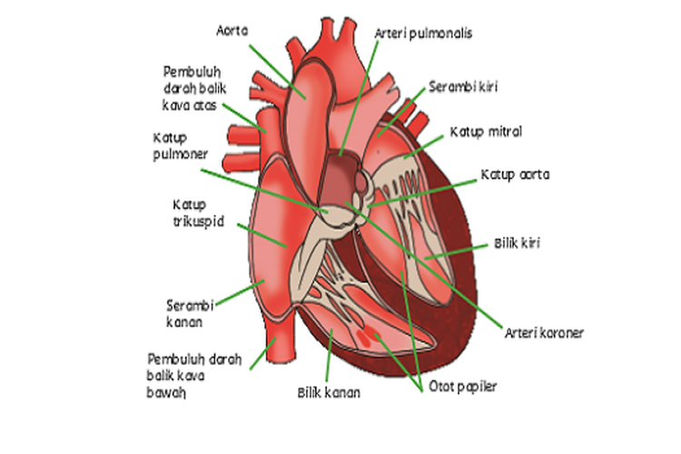 Detail Gambar Anatomi Sistem Peredaran Darah Dengan Nama Latin Nomer 35