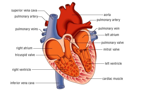 Detail Gambar Anatomi Sistem Peredaran Darah Dengan Nama Latin Nomer 45