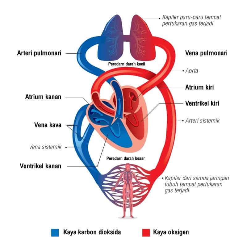 Detail Gambar Anatomi Sistem Peredaran Darah Dengan Nama Latin Nomer 8