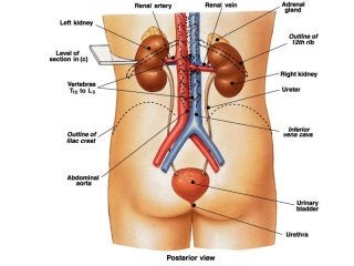 Detail Gambar Anatomi Sistem Perkemihan Nomer 8
