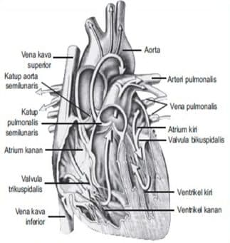 Detail Gambar Anatomi Sistem Sirkulasi Dengan Nama Latin Nomer 12