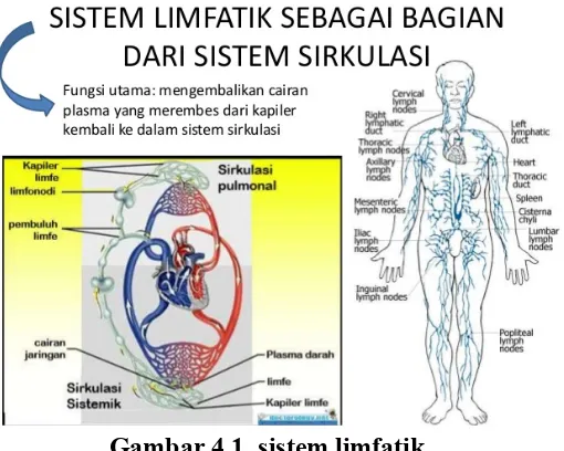 Detail Gambar Anatomi Sistem Sirkulasi Dengan Nama Latin Nomer 30