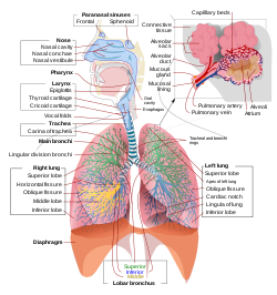 Detail Gambar Anatomi Sistem Sirkulasi Dengan Nama Latin Nomer 43