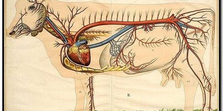 Detail Gambar Anatomi Sistem Sirkulasi Dengan Nama Latin Nomer 47