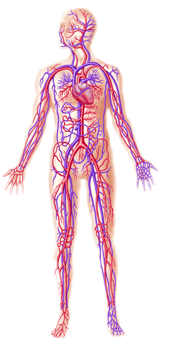 Detail Gambar Anatomi Sistem Sirkulasi Dengan Nama Latin Nomer 50