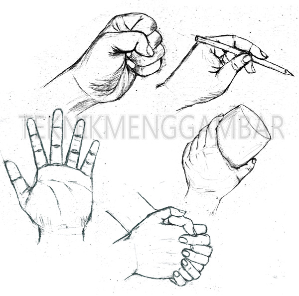 Detail Gambar Anatomi Tangan Nomer 19