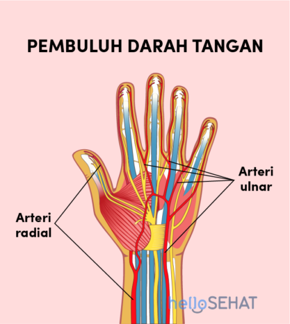 Detail Gambar Anatomi Tangan Nomer 29