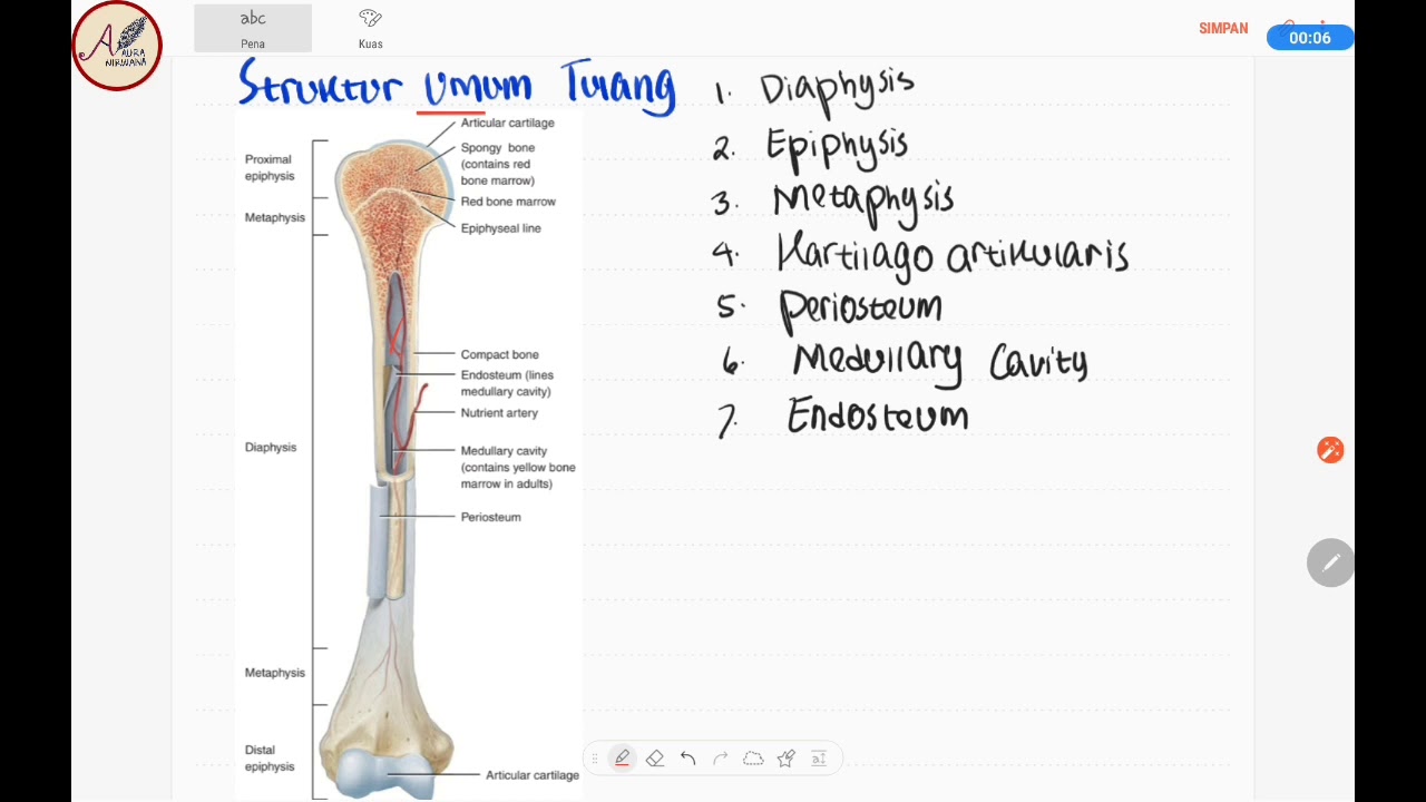 Detail Gambar Anatomi Tangan Nomer 37