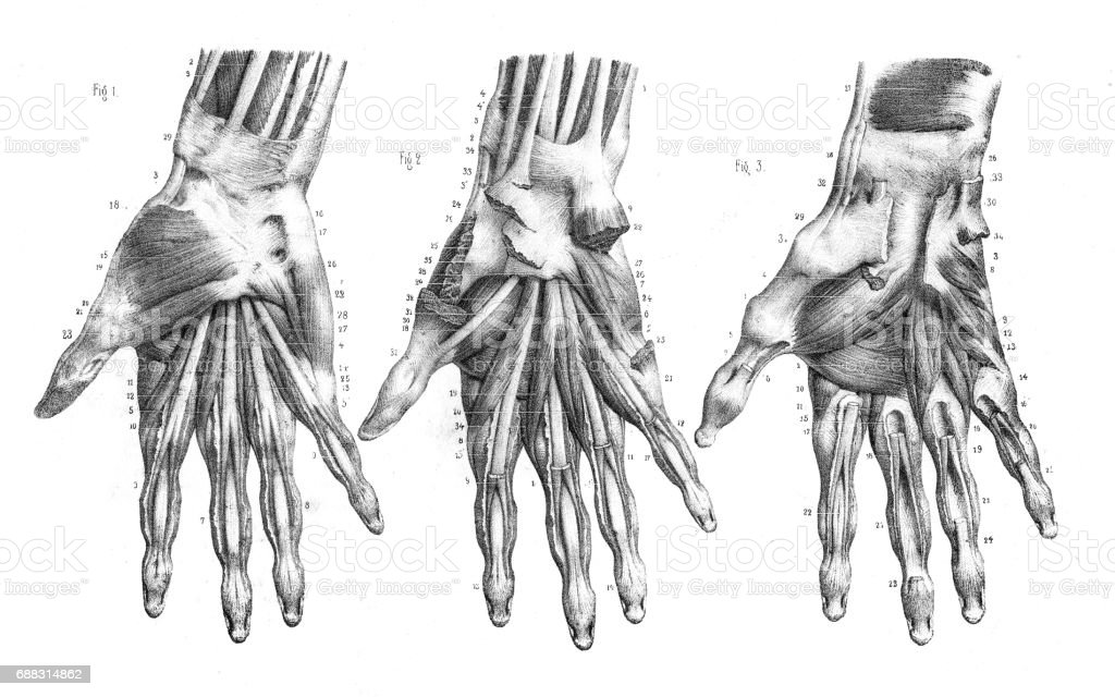 Detail Gambar Anatomi Tangan Nomer 42
