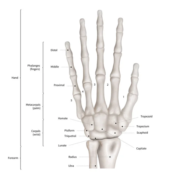 Detail Gambar Anatomi Tangan Nomer 57