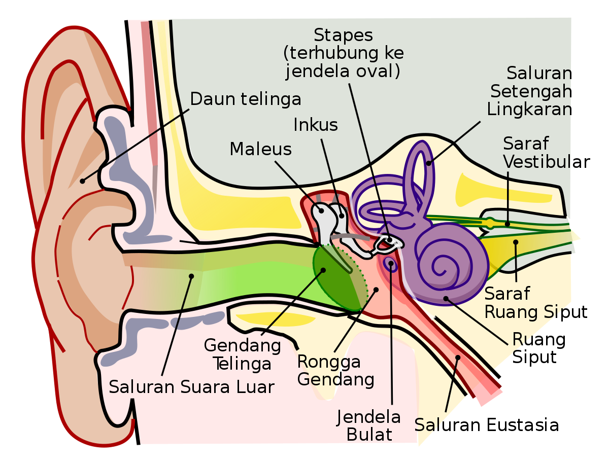 Detail Gambar Anatomi Telinga Nomer 2