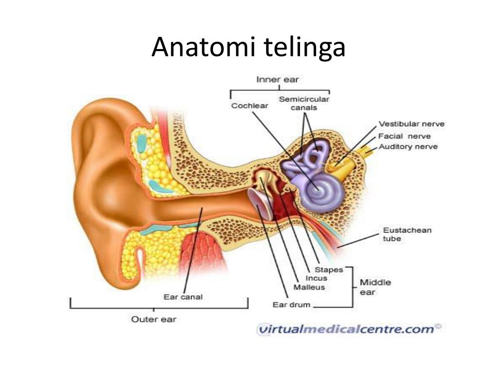 Detail Gambar Anatomi Telinga Nomer 10